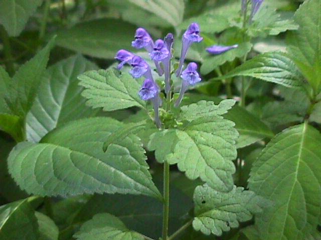関東森林管理局 オカタツナミソウ 関東森林管理局 オカタツナミソウ