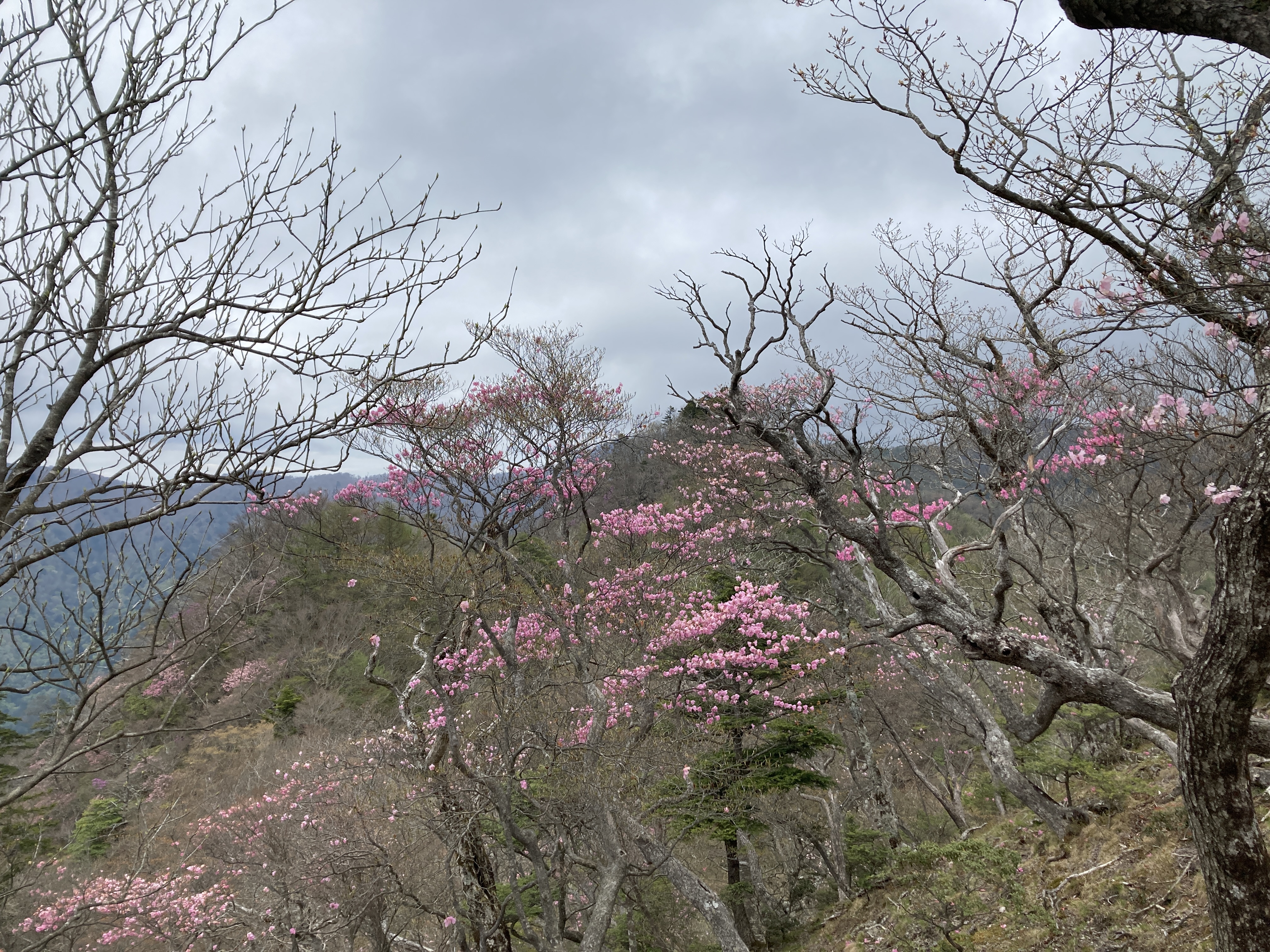 岩岳山のアカヤシオ