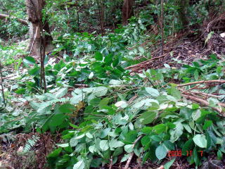 アカギ稚樹抜き取り5