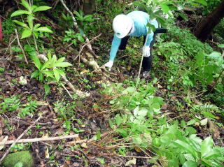 アカギ稚樹抜き取り2