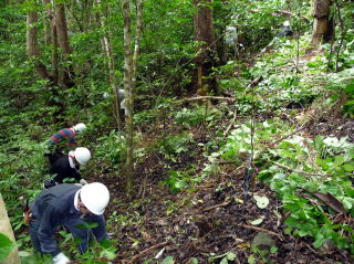 アカギ稚樹抜き取り4