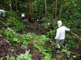 アカギ稚樹抜き取り3