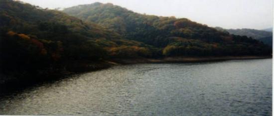 ダム湖と探勝林の写真