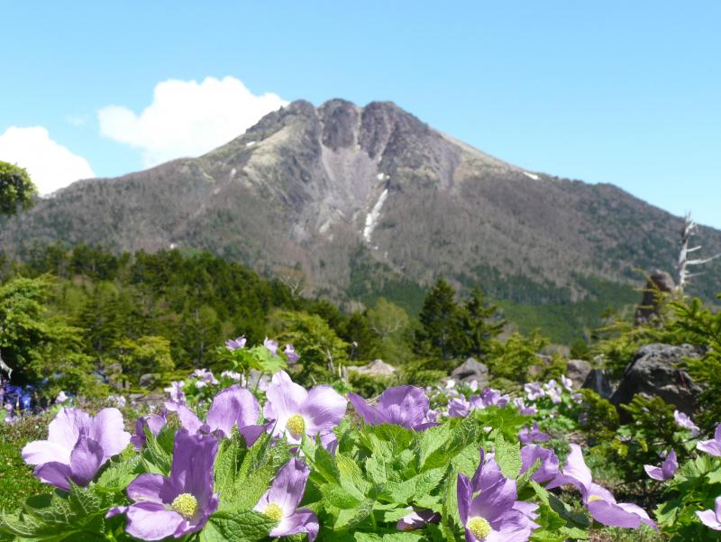 シラネアオイと日光白根山