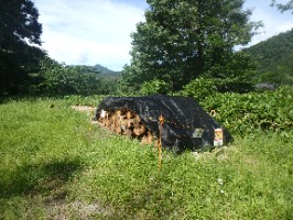 おとり丸太設置