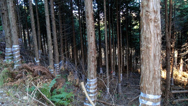 111116クマ害01