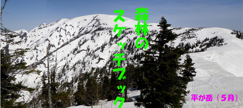 森林のスケッチ5月号表紙