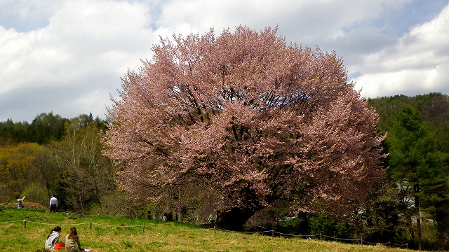 120507天王桜