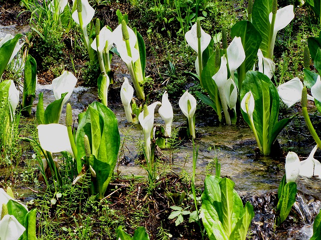 120508水芭蕉