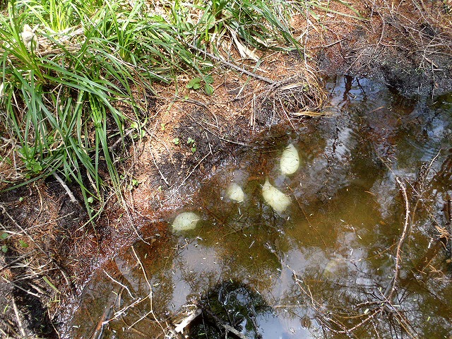 120520クロサンショウウオの卵
