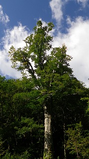 120911ブナ太郎