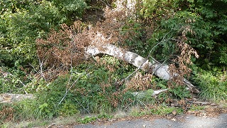 120911折れた太い枝