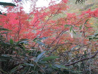 121013ナナカマド紅葉