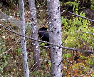 121109クマ目撃
