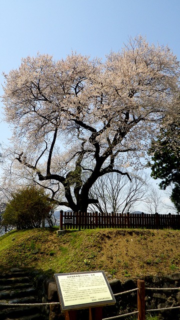 130414御殿桜の満開