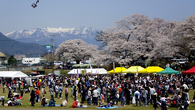 130414桜祭り会場