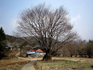 130418天王桜はまだつぼみ