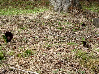 130418花咲ザゼンソウ群生地