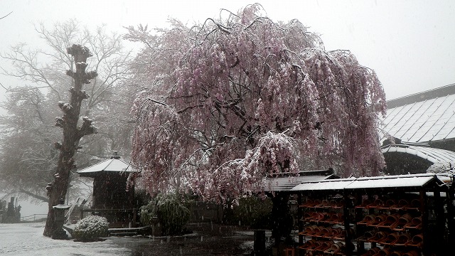 130421桜に雪は珍しい