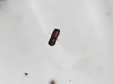 130701カシナガか…？