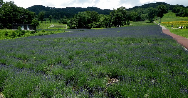 ラベンダー園