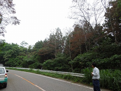 130807赤枯れのハンノキです