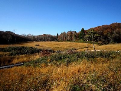 玉原湿原の草紅葉