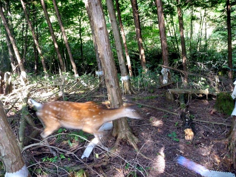 120821走り抜ける雌シカ