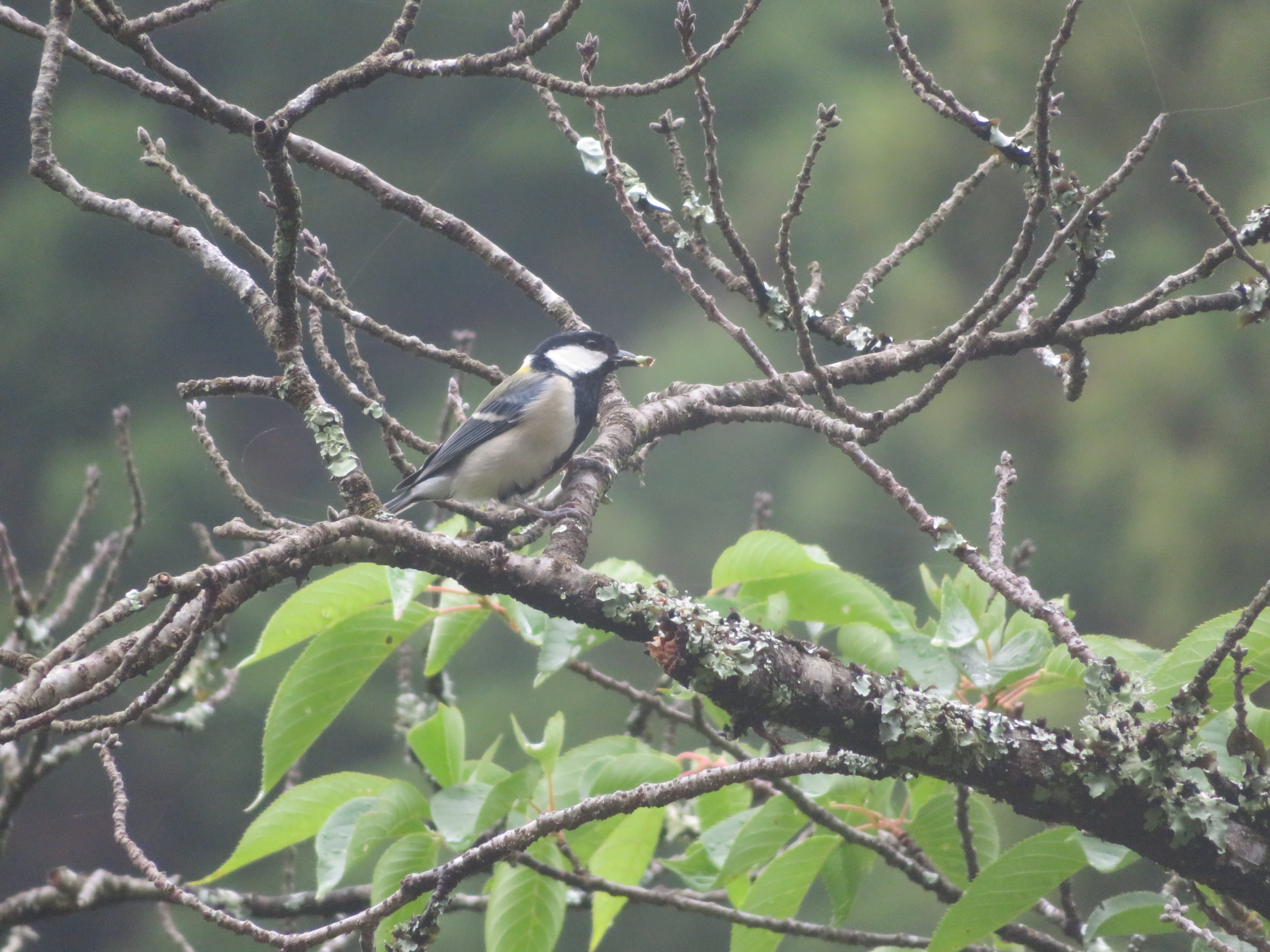 鳥類：近畿中国森林管理局