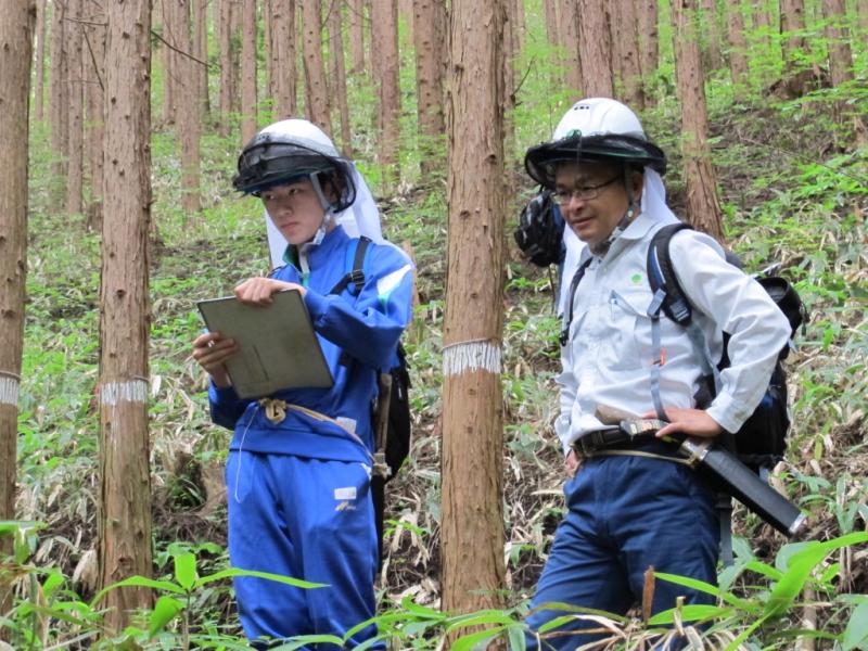 試験地での生長量調査