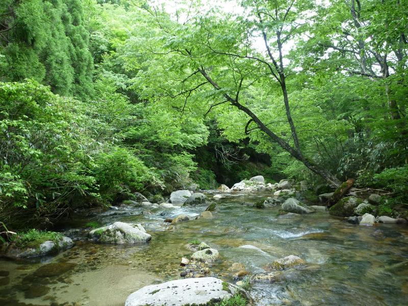 岩渕国有林の風景