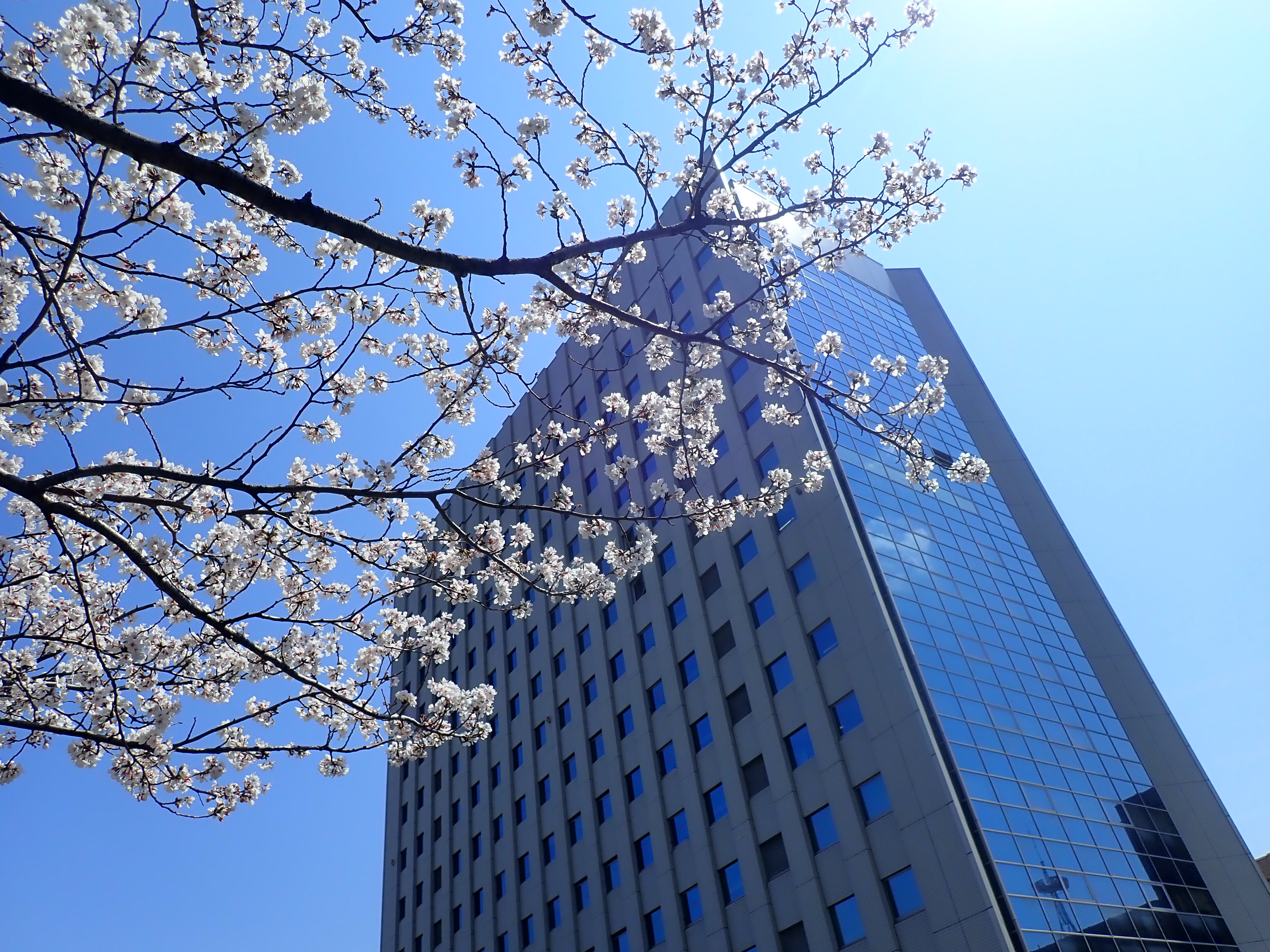 福井春山合同庁舎の左手前に咲く桜の花