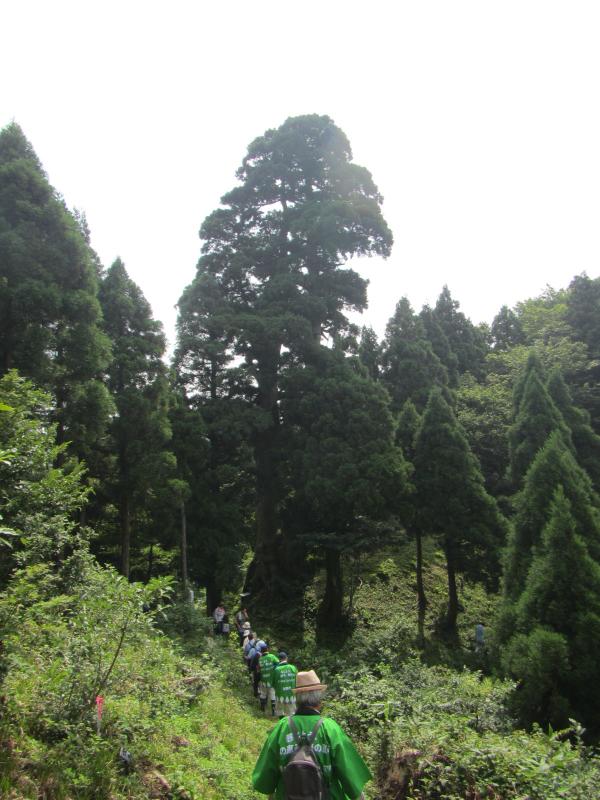 桃木峠大杉の遠景