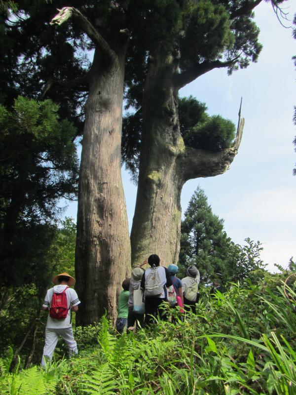 桃木峠大杉の近景