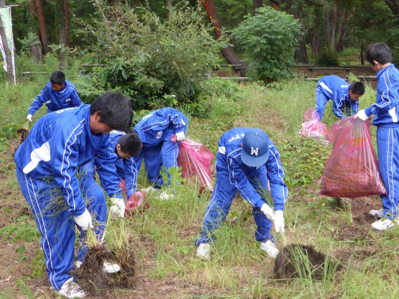 メリケンカルカヤ駆除を行う中学生（その2）