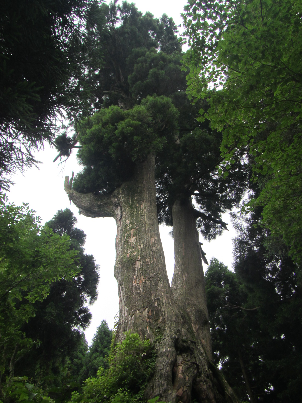 桃木峠の大杉