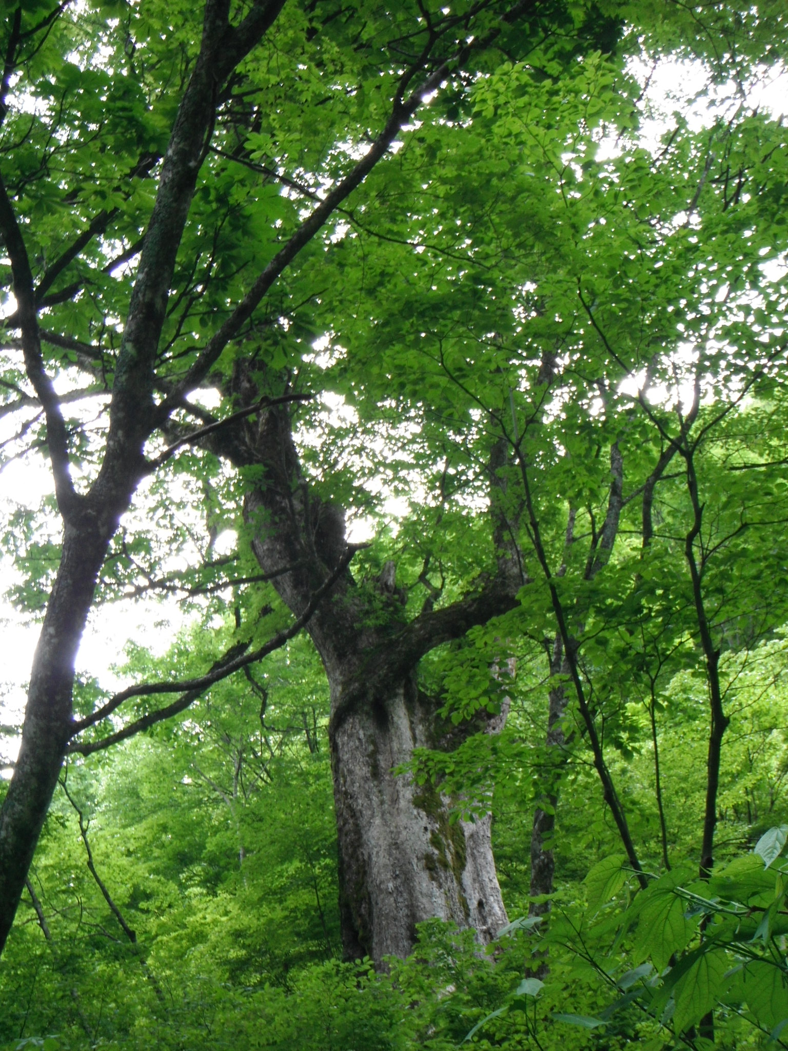 岩谷のトチノキ