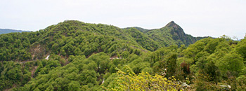 越美山地緑の回廊