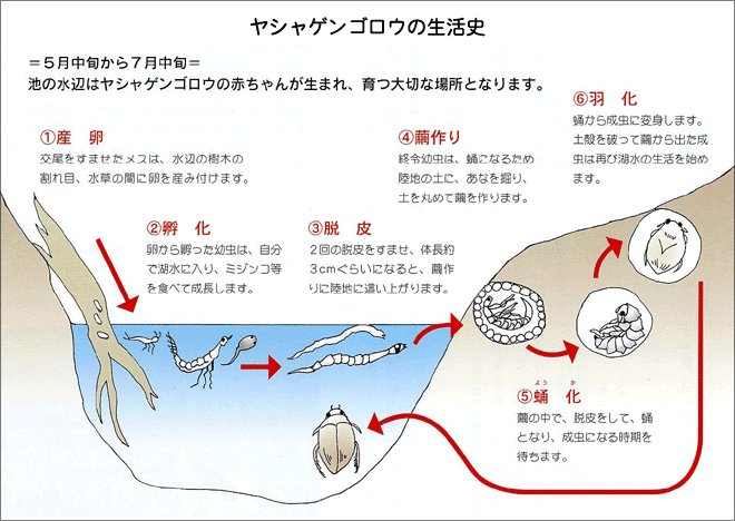 ヤシャゲンゴロウの生活史