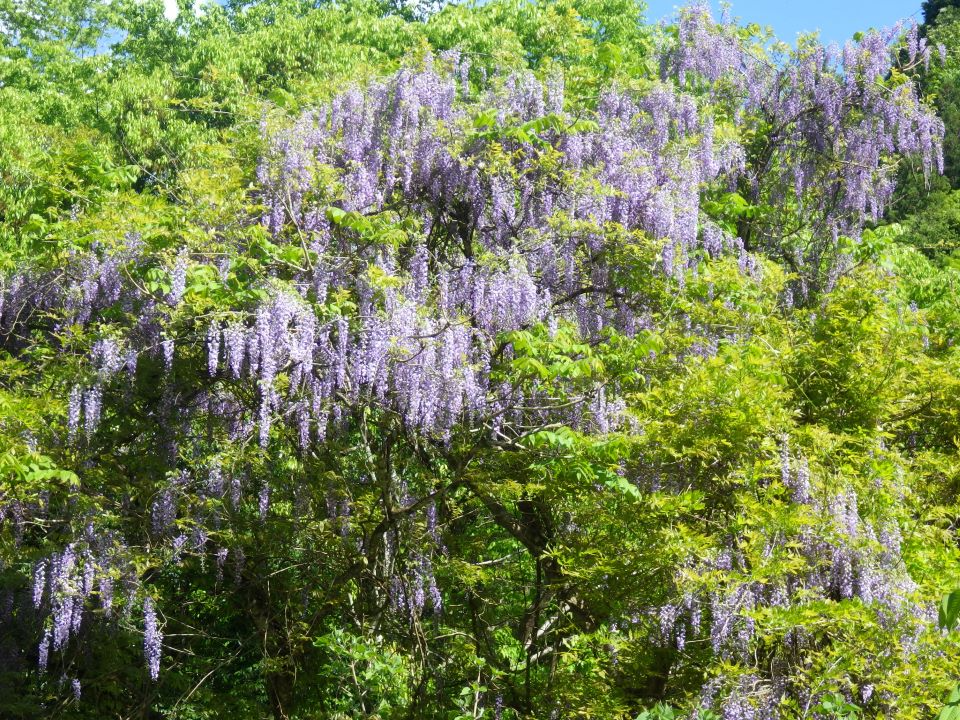 藤の花