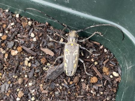 カミキリムシ