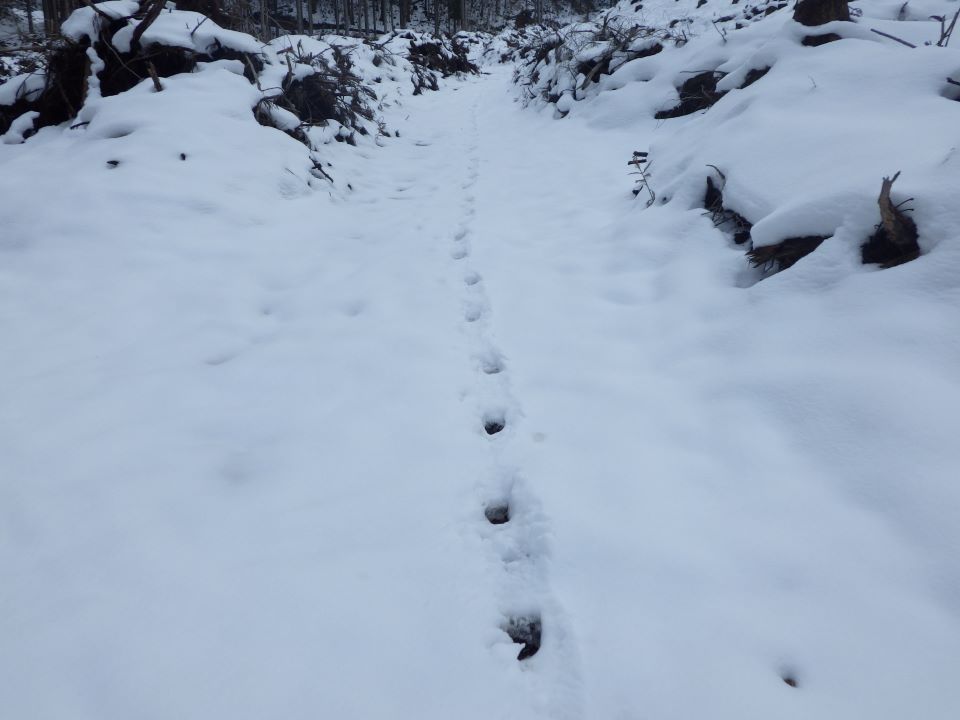 雪の上にイノシシらしき足跡が続いている写真