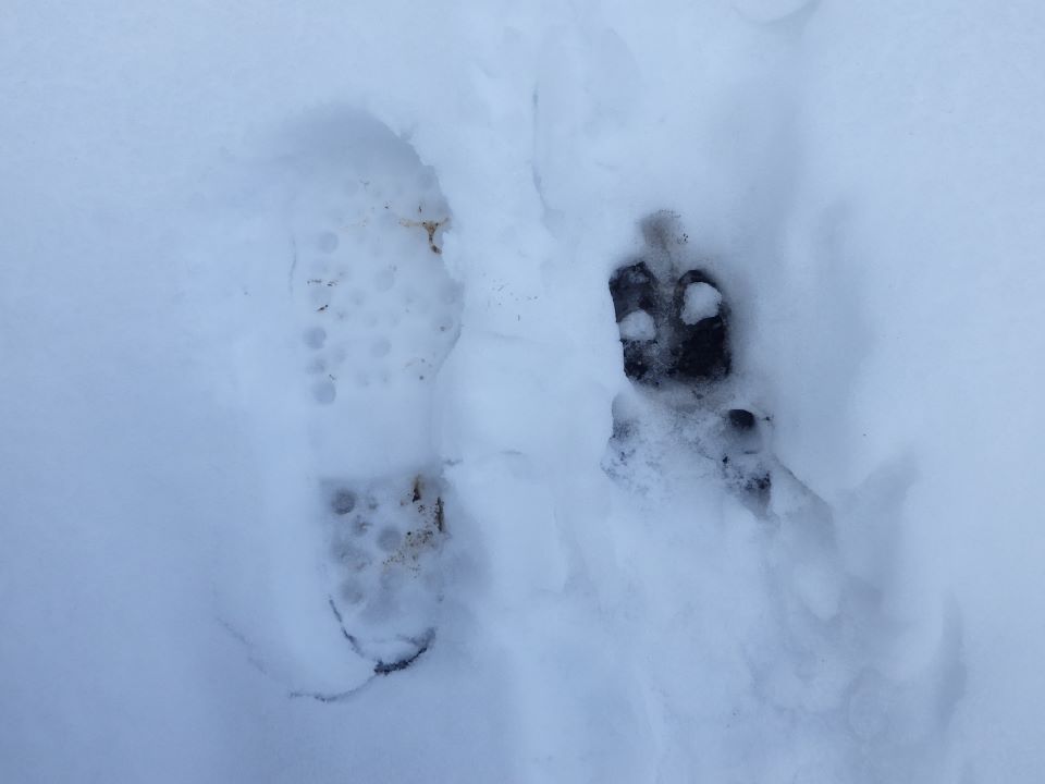 雪の上のイノシシらしき足跡と人の足跡を比較している写真