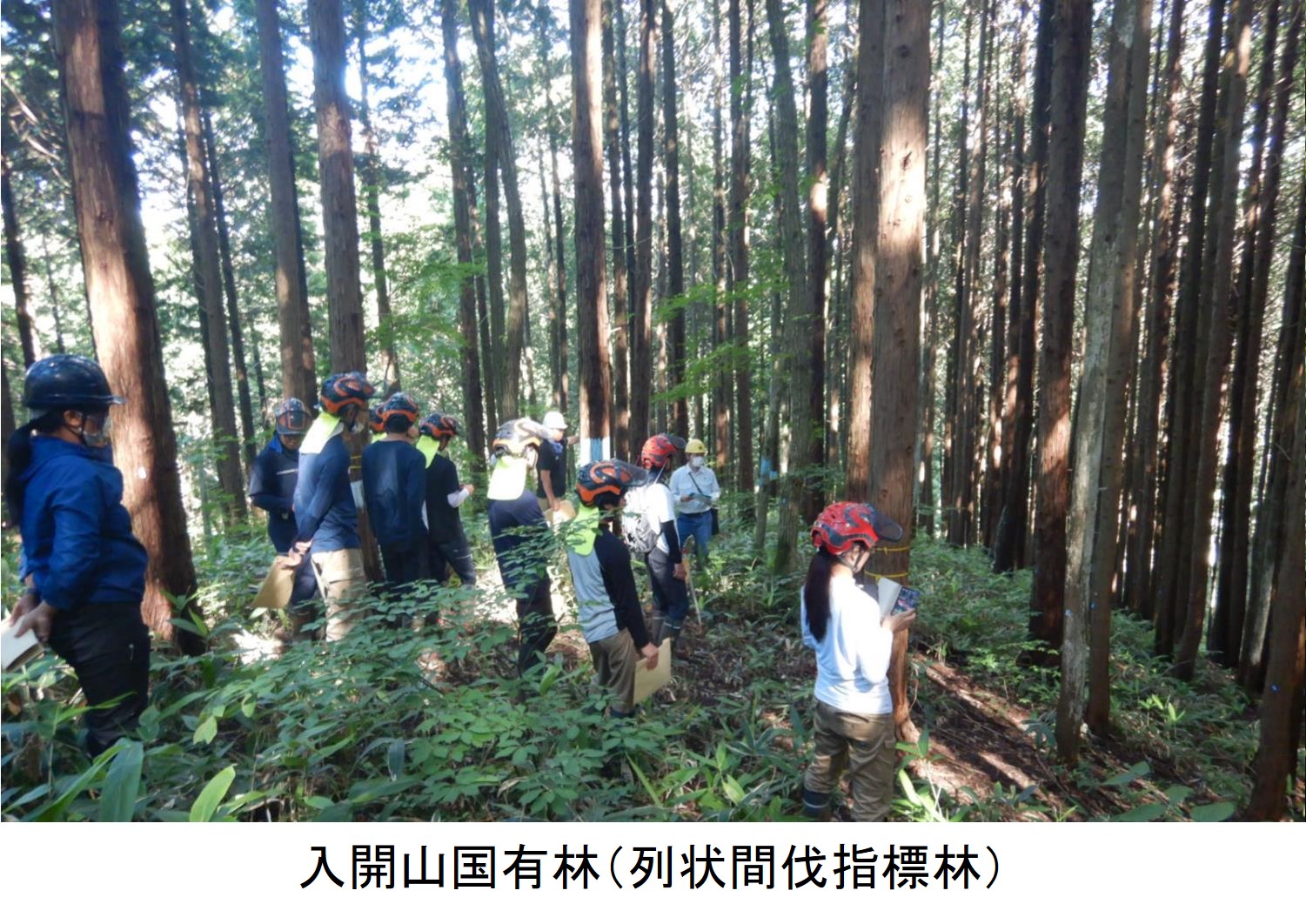 入開山国有林（列状間伐指標林）