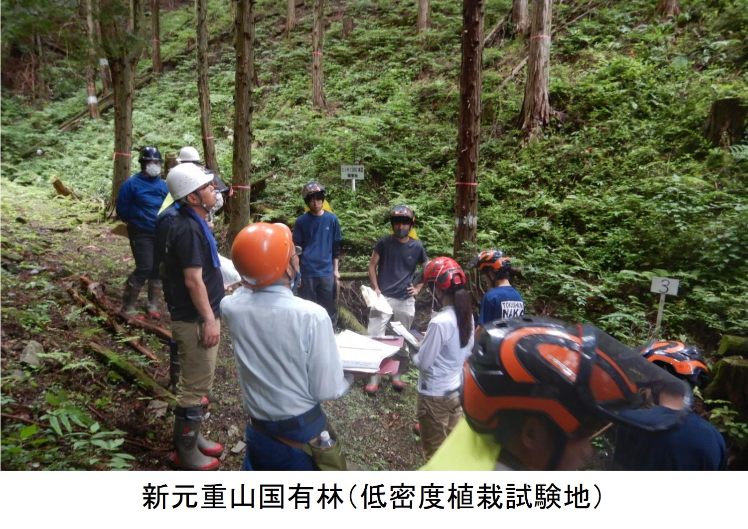 新元重山国有林（低密度植栽試験地）