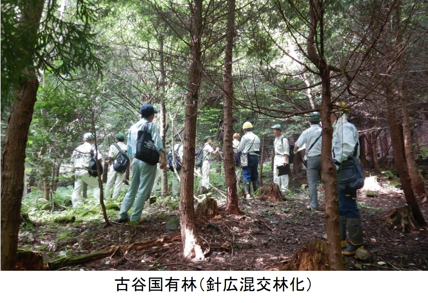 古谷国有林（針広混交林化）