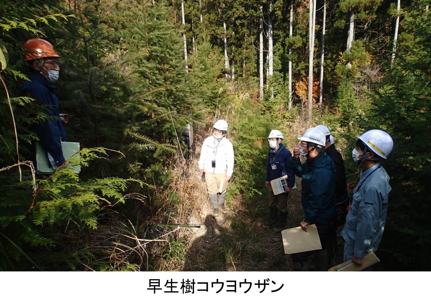 早生樹コウヨウザン