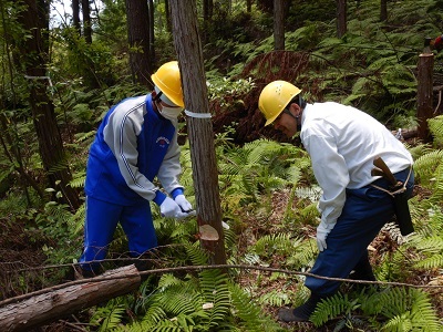 間伐（奥井野山国有林）