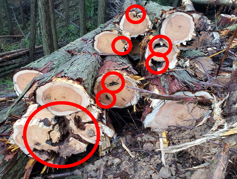 剥皮が原因と見られる元玉部の腐朽