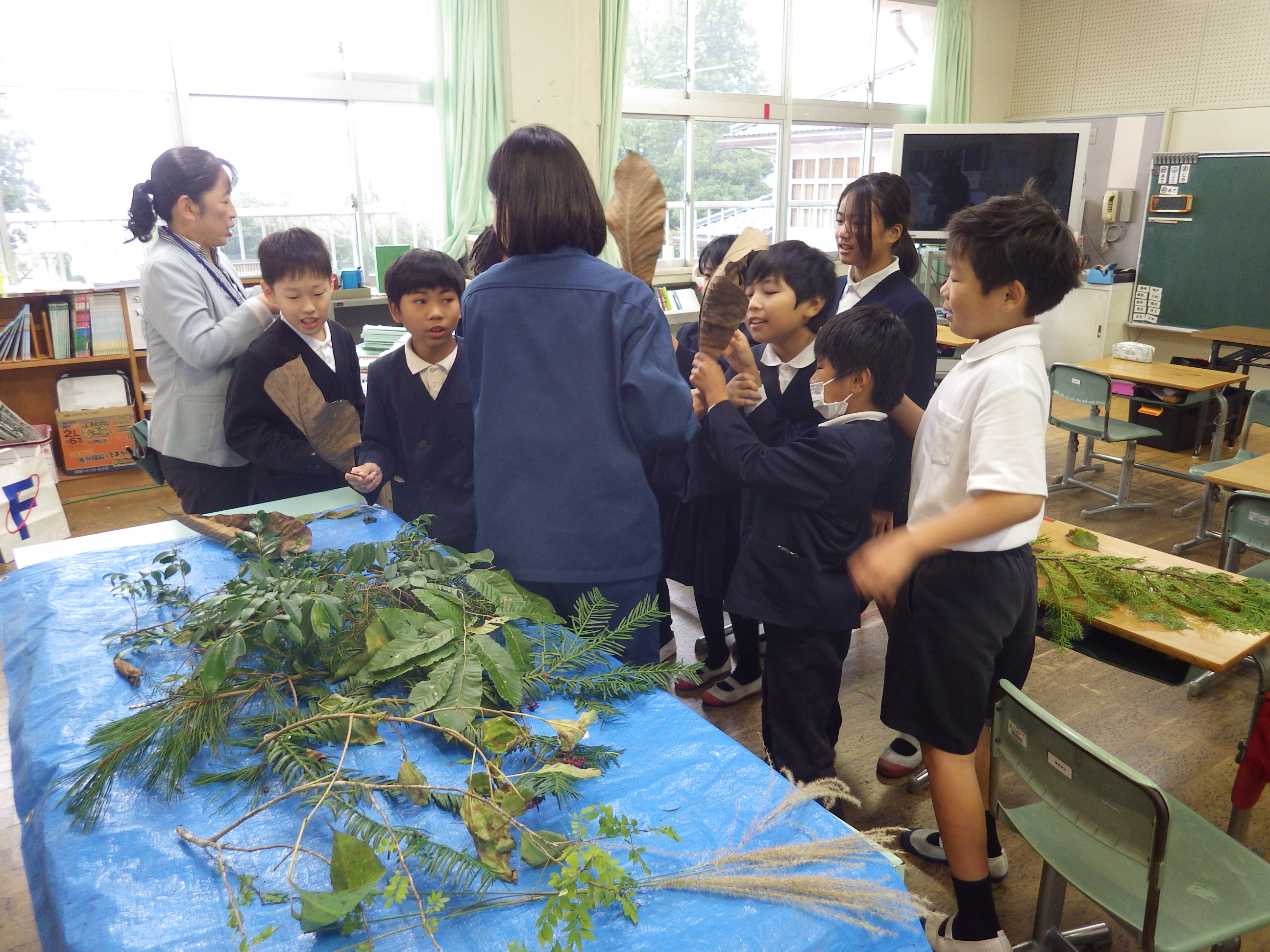 森林教室葉の特徴や見分け方を説明